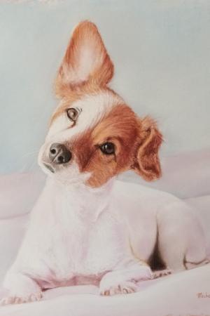 Jack Russel