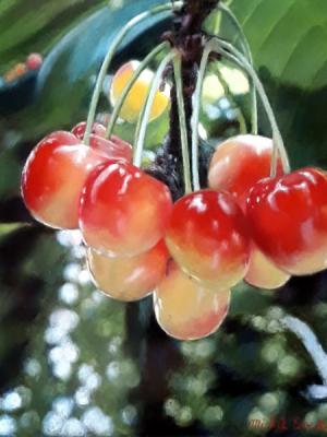 Bouquet de cerises