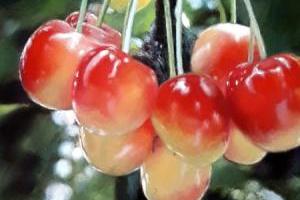 Bouquet de cerises